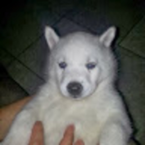 Meet your Posher, Alfred - Picture 1 of 1